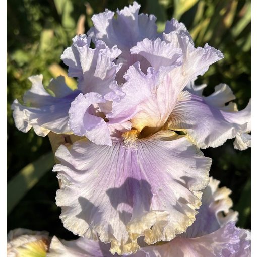 Iris VIOLET DIAMOND