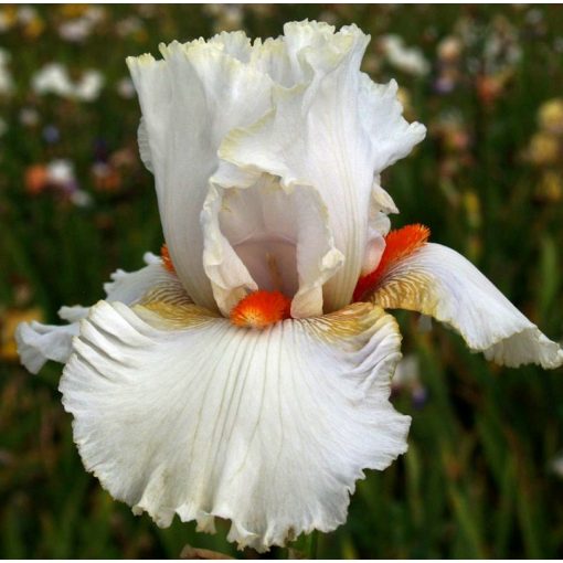 Iris VOODOO DOLL