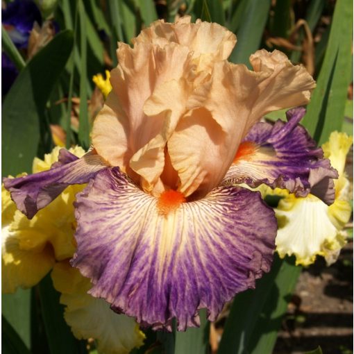 Iris VOX