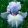 Iris WATERLINE