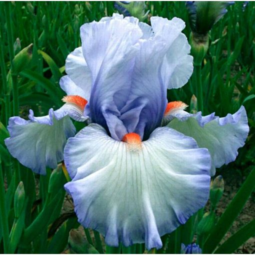 Iris WATERLINE