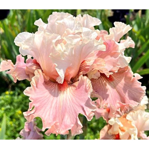 Iris WEDDING BOUQUET
