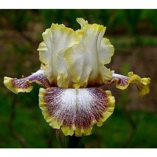 Iris WHISPERING SPIRIT