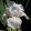 Iris WHITE GEM