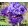Iris WICKED WOMAN