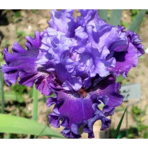Iris WICKED WOMAN