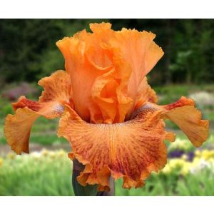 Iris WILD