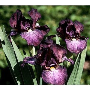 Iris WILD HAIR