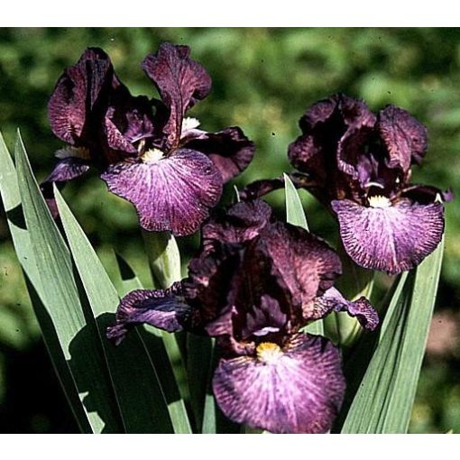 Iris WILD HAIR