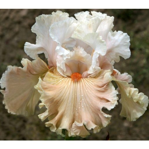 Iris WIND BENEATH MY WINGS