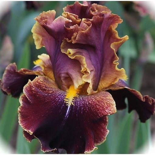 Iris WISE WOMAN