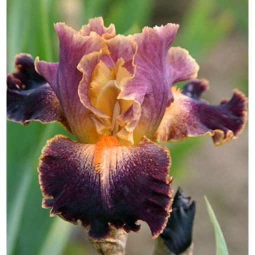 Iris WITCH FIRE