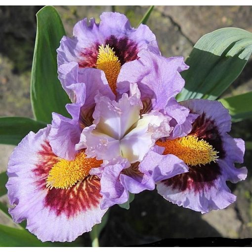 Iris WOODSY WOODPECKER