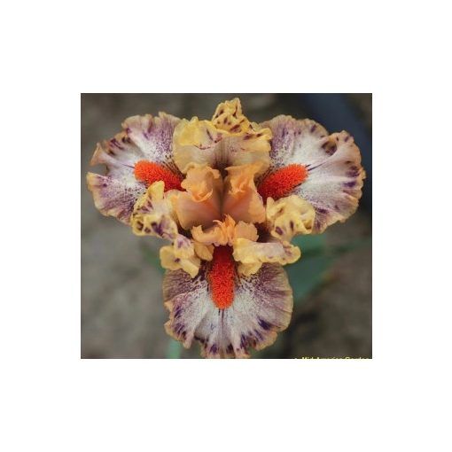 Iris ZIG ZAG