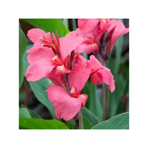 Canna Centenaire (I.) -Kannavirág
