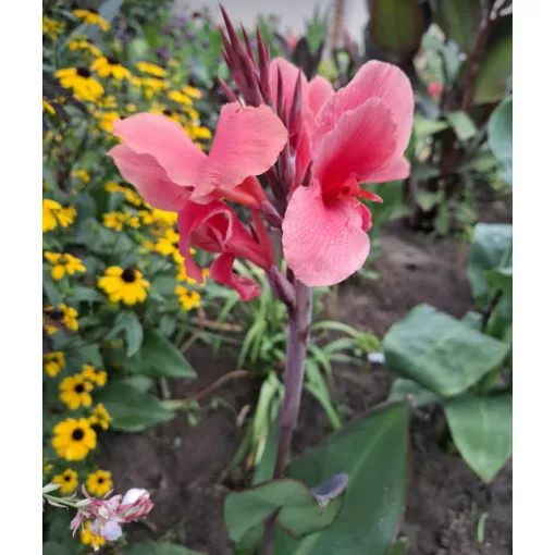 Canna Elzeba (I.) -Kannavirág