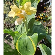 Canna Creamy Stripes (I.) -Kannavirág