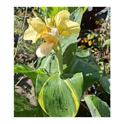 Canna Creamy Stripes (I.) -Kannavirág