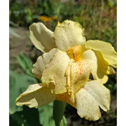Canna Creamy Stripes (I.) -Kannavirág
