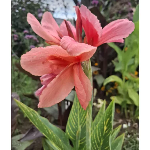 Canna Pink Tiger (I.) -Kannavirág
