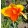 Canna Thai Sunray (I.) -Kannavirág