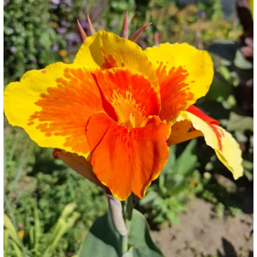 Canna Thai Sunray (I.) -Kannavirág