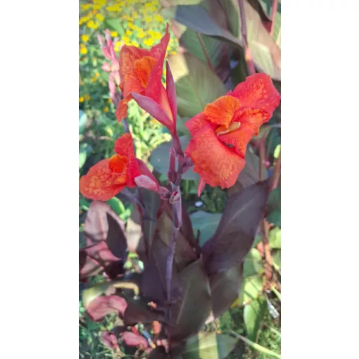 Canna Australia (I.) -Kannavirág