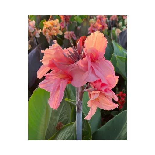Canna Marshmallow (I.) -Kannavirág