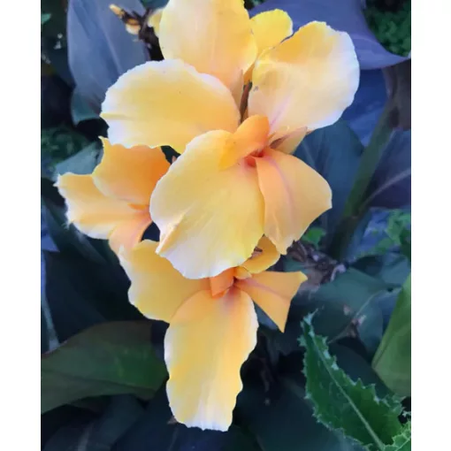 Canna Golden Orb (I.) -Kannavirág