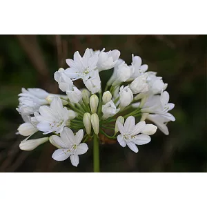 Agapanthus Duivenbrugge White (I.) - Szerelemvirág