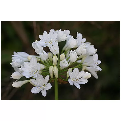 Agapanthus Duivenbrugge White (I.) - Szerelemvirág