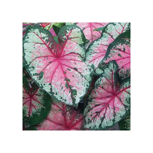 Caladium Cherry Blossom (I.) - Tarkalevél