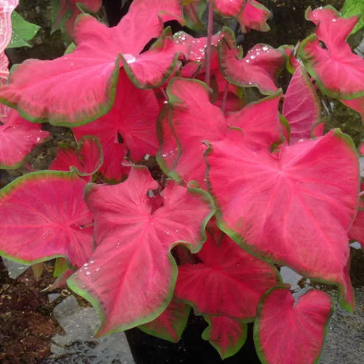 Caladium Cherry Tart (I.) - Tarkalevél