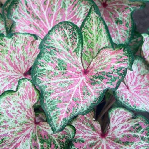 Caladium Dots Delight (I.) - Tarkalevél