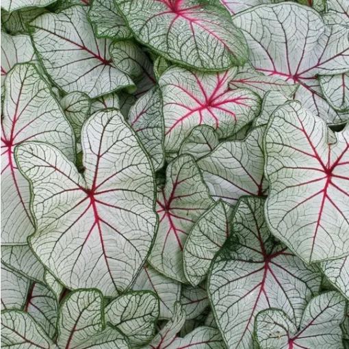 Caladium Fantasy (I.) - Tarkalevél
