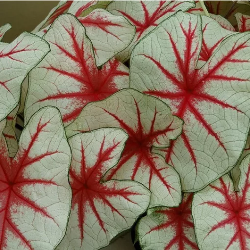 Caladium Fiesta (I.) - Tarkalevél