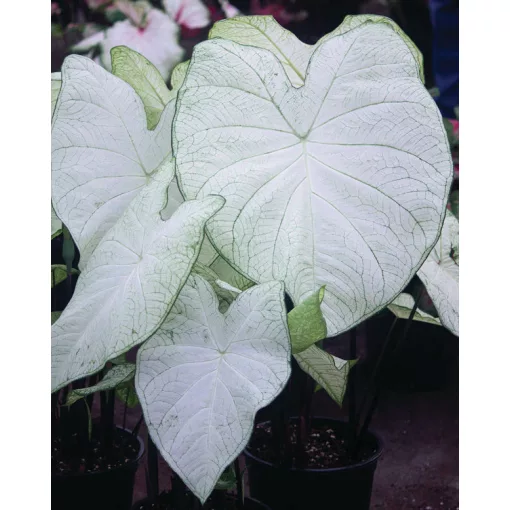 Caladium Garden White (I.) - Tarkalevél
