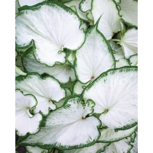 Caladium Icicle (I.) - Tarkalevél