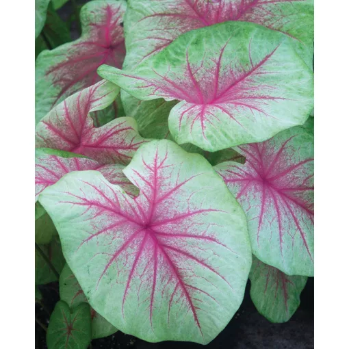 Caladium Mint Julep (I.) - Tarkalevél