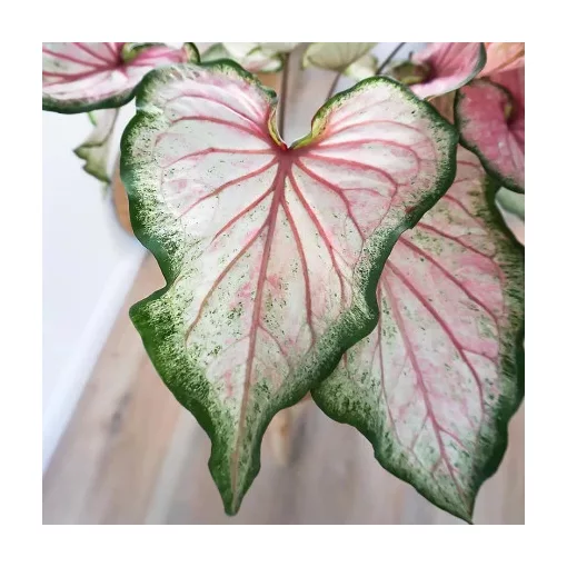 Caladium Pearl Blush (I.) - Tarkalevél