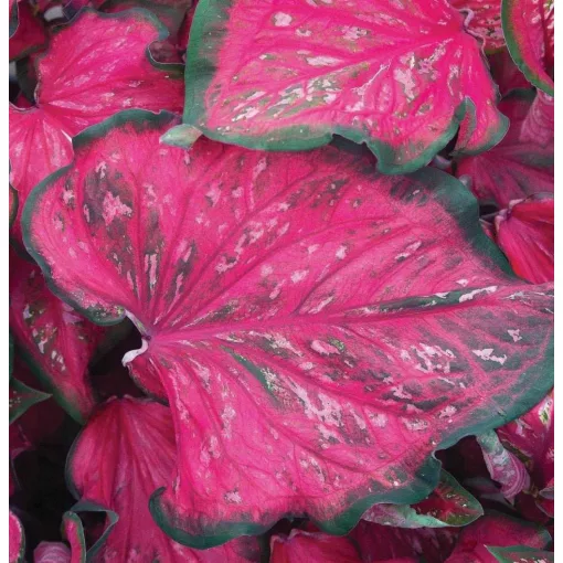Caladium Pink Panther (I.) - Tarkalevél