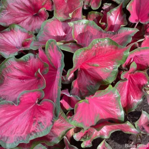 Caladium Salsa (I.) - Tarkalevél