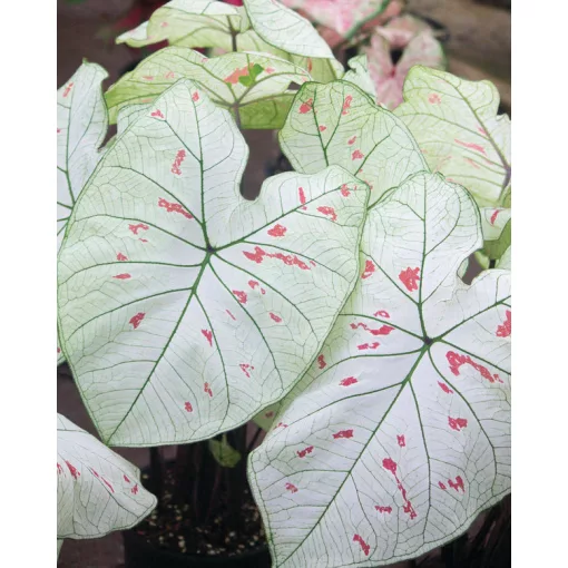 Caladium Strawberry Star (I.) - Tarkalevél
