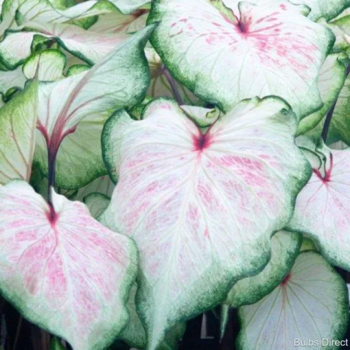 Caladium White Lightning (I.) - Tarkalevél