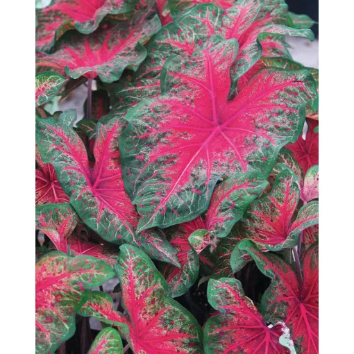 Caladium Wildfire (I.) - Tarkalevél