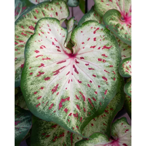 Caladium Wonderland (I.) - Tarkalevél