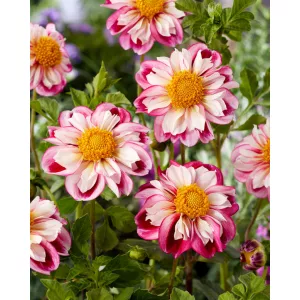 Dahlia Bumble Rumble (I.) - Dália