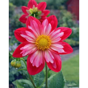 Dahlia Cherry Star (I.) - Dália