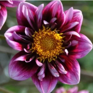 Dahlia Liquid Desire (I.) - Dália