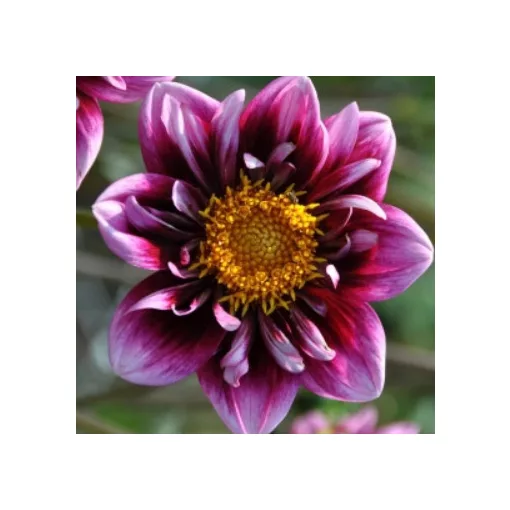 Dahlia Liquid Desire (I.) - Dália